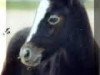 broodmare Lilofee 45 (Connemara Pony, 1967, from Lord Dun Carna)