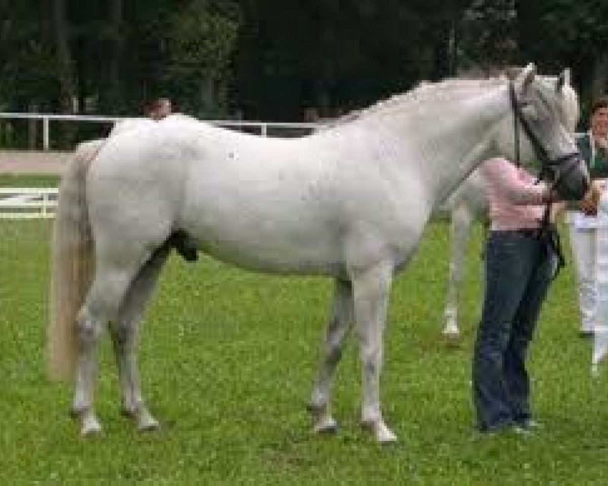 Pferd Lambay Lord (Connemara-Pony, 1971, von Murrisk)