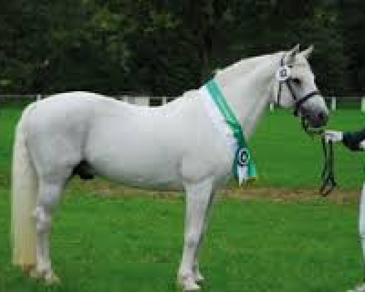 Deckhengst Frederiksminde Hazy Marvel 8 C (Connemara-Pony, 1989, von Hazy Dawn)