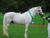 stallion Frederiksminde Hazy Marvel 8 C (Connemara Pony, 1989, from Hazy Dawn)