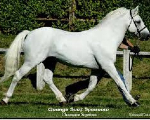 stallion Grange Surf Sparrow (Connemara Pony, 1988, from Grange Bobbing Sparrow)