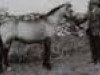 Zuchtstute Flash Girl (Connemara-Pony, 1955, von Carna Dun)
