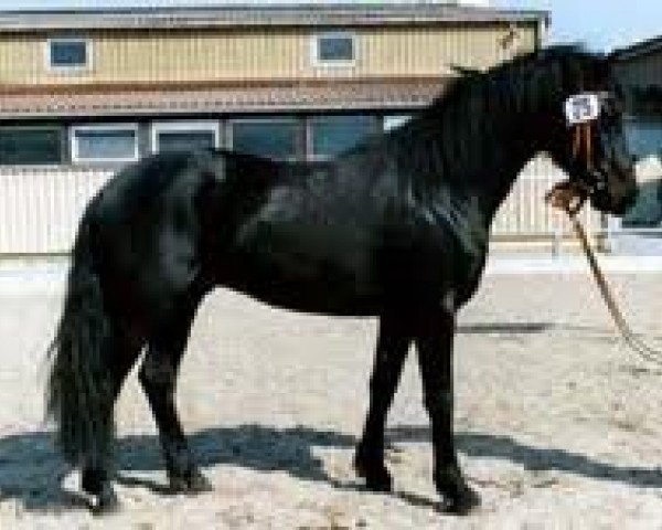 Pferd Finnegan (Connemara-Pony, 1999, von Westside Frank)