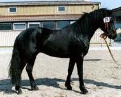 horse Finnegan (Connemara Pony, 1999, from Westside Frank)