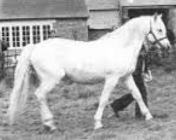 Deckhengst Corrib (Connemara-Pony, 1956, von Lavalley Rebel)