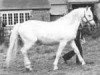 Deckhengst Corrib (Connemara-Pony, 1956, von Lavalley Rebel)