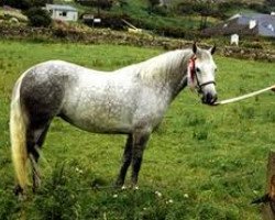 Zuchtstute Castle Dame (Connemara-Pony, 1986, von Mervyn Kingsmill)