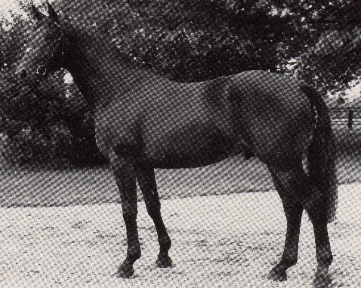 stallion Wolter (Trakehner, 1982, from Schwarzdorn)