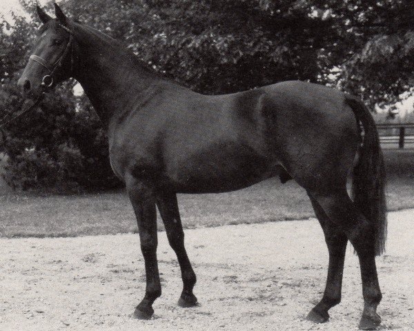 stallion Wolter (Trakehner, 1982, from Schwarzdorn)