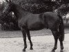 stallion Wolter (Trakehner, 1982, from Schwarzdorn)