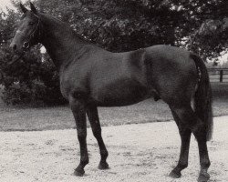 stallion Wolter (Trakehner, 1982, from Schwarzdorn)