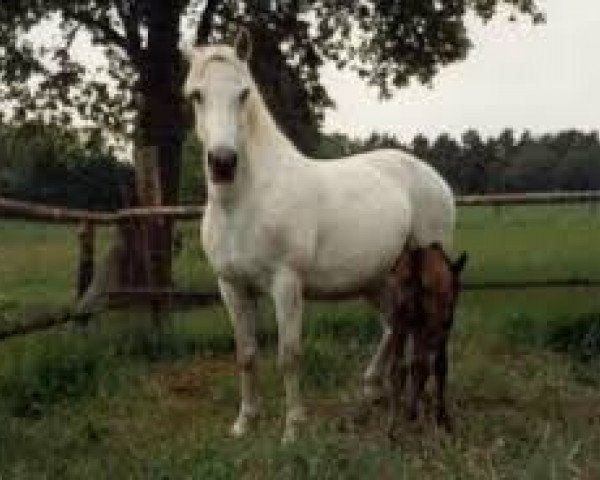 Zuchtstute Bamy Bell (Connemara-Pony, 1981, von Golden Star)