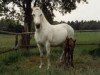 Zuchtstute Bamy Bell (Connemara-Pony, 1981, von Golden Star)