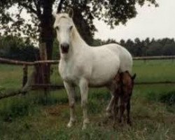 broodmare Bamy Bell (Connemara Pony, 1981, from Golden Star)