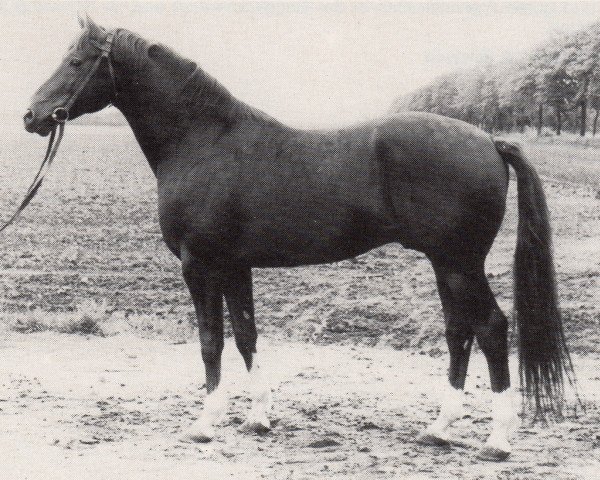 stallion Vers II (Trakehner, 1975, from Neujahr Mo 1178)