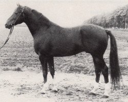 stallion Vers II 2632 (Trakehner, 1974, from Neujahr Mo 1178)