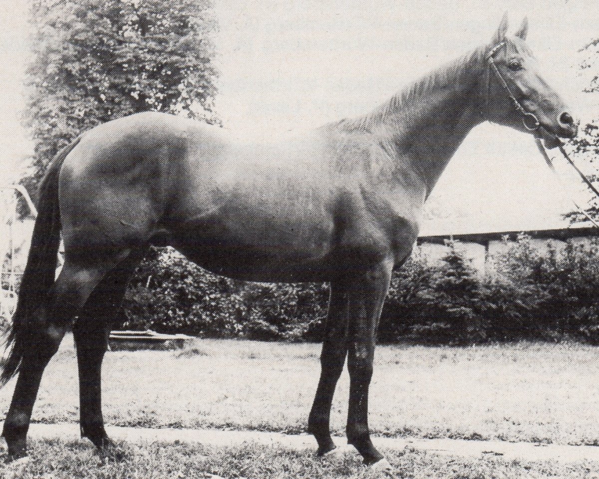 Deckhengst Vasall (Trakehner, 1971, von Ibikus)