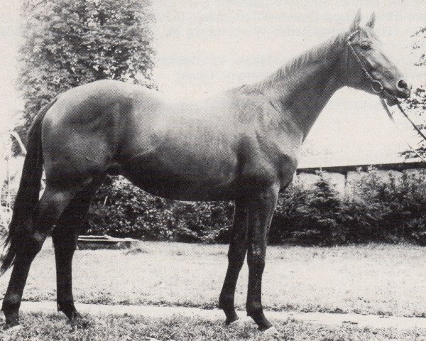 horse Vasall (Trakehner, 1971, from Ibikus)