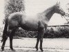 stallion Vasall (Trakehner, 1971, from Ibikus)