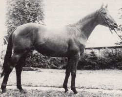 stallion Vasall (Trakehner, 1971, from Ibikus)