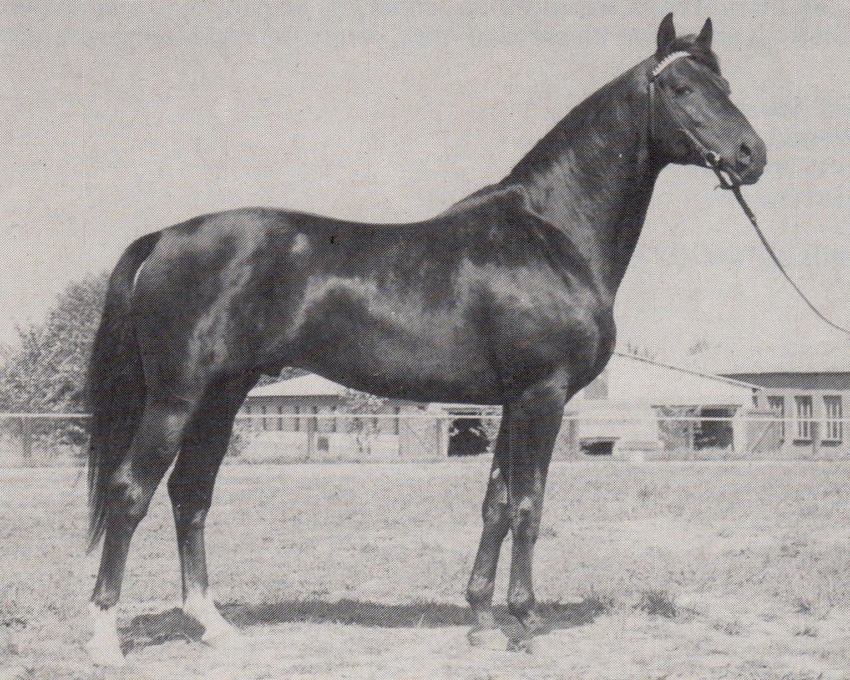 Deckhengst Trafaret (Trakehner, 1974, von Almanach I)