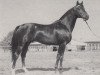 stallion Trafaret (Trakehner, 1974, from Almanach I)