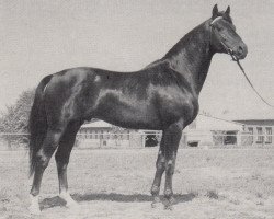 stallion Trafaret (Trakehner, 1974, from Almanach I)