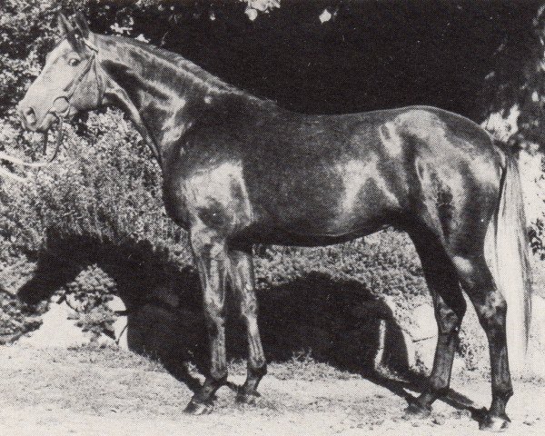 stallion Tannengrund (Trakehner, 1972, from Index)