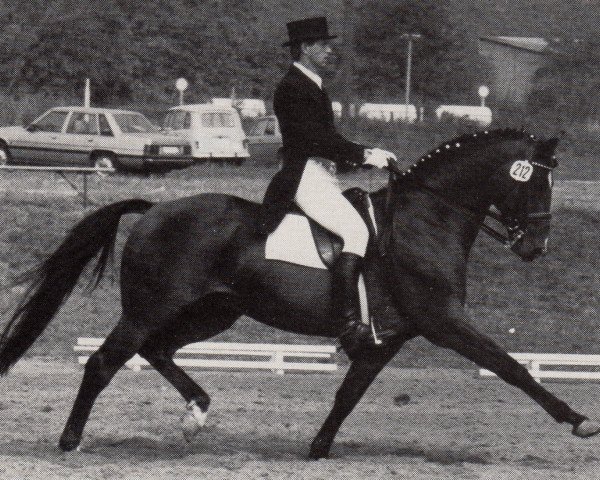 stallion Stettin (Trakehner, 1972, from Magnet)