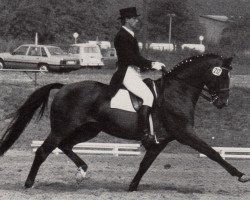 Deckhengst Stettin (Trakehner, 1972, von Magnet)