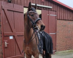 dressage horse Fürst Casimir (Hanoverian, 2014, from Franziskus FRH)