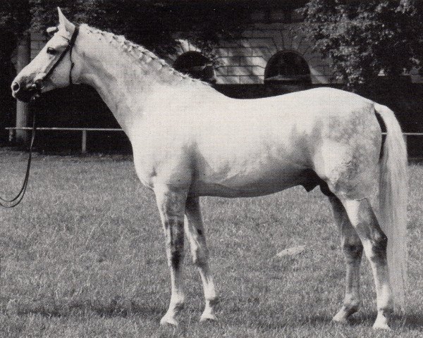 stallion Sonnenstrahl (Trakehner, 1979, from Trafaret)