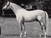 stallion Sonnenstrahl (Trakehner, 1979, from Trafaret)