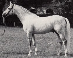 stallion Sonnenstrahl 3417 (Trakehner, 1979, from Trafaret)