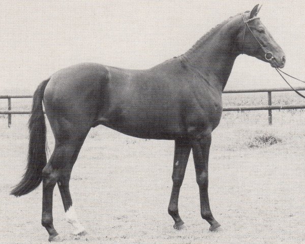 stallion Pour le Merite (Trakehner, 1982, from Mahon)