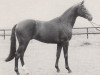 stallion Pour le Merite (Trakehner, 1982, from Mahon)
