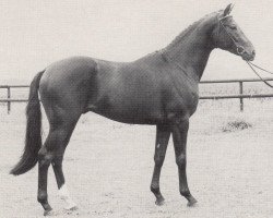 Deckhengst Pour le Merite (Trakehner, 1982, von Mahon)