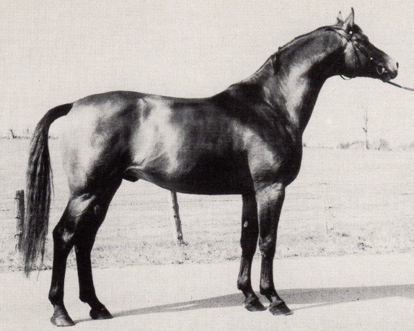 stallion Postillion (Trakehner, 1976, from Virgil)