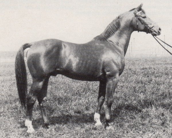 stallion Nerv 1370 (Trakehner, 1976, from Ralf Mo 1087)