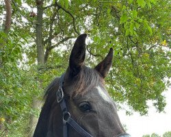 broodmare D'Amour de Cheval B (Oldenburg, 2015, from Dressage Royal)