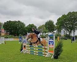 dressage horse Fioletta (Haflinger, 2011, from Alphonso)