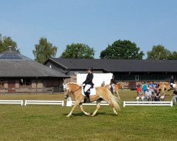 Pferd Annemone 33 (Haflinger, 2009, von liz. 350/T Stainz)