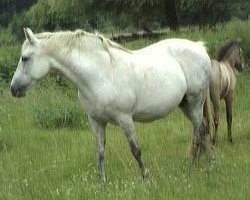 broodmare Pilgaards Vogue (Connemara Pony, 1991, from Maigaardens Killian)