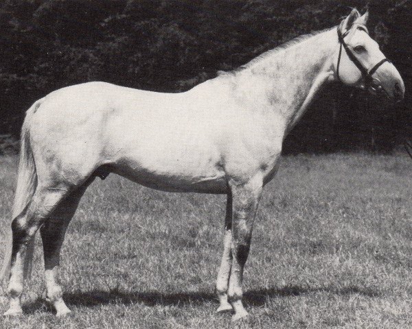 stallion Markant (Trakehner, 1982, from Habicht)
