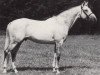 stallion Markant (Trakehner, 1982, from Habicht)