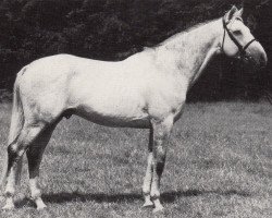 Deckhengst Markant (Trakehner, 1982, von Habicht)