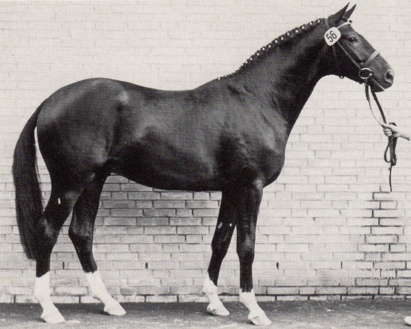 stallion Maestro (Trakehner, 1987, from Matador)