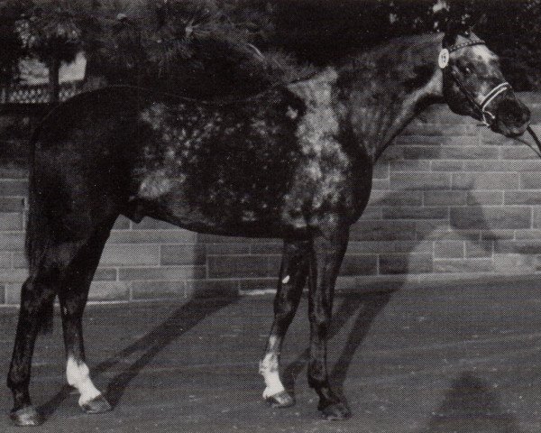 stallion Lichtenstein (Trakehner, 1988, from Chinatown xx)