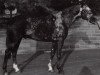stallion Lichtenstein (Trakehner, 1988, from Chinatown xx)
