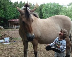 broodmare Liese (Fjord Horse, 1992, from Jim)